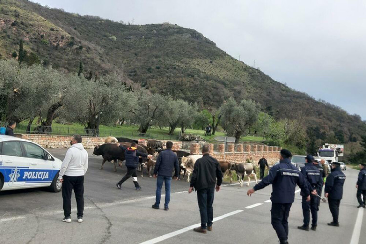 GOVEDA ŠETAJU PLAŽAMA BUDVE: Problem lutajuće stoke u Crnoj Gori remeti turističku sezonu