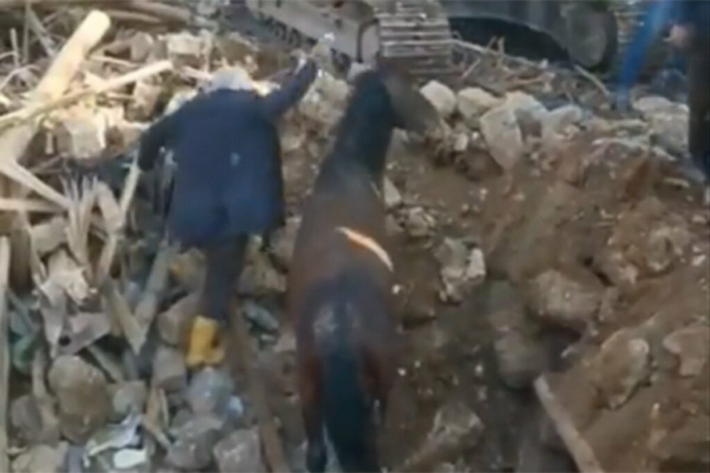 ПРЕЖИВИО 21 ДАН БЕЗ ВОДЕ И ХРАНЕ: Коњ спасен испод рушевина у Турској (ВИДЕО)