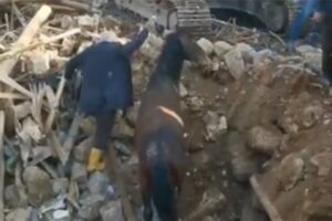 PREŽIVIO 21 DAN BEZ VODE I HRANE: Konj spasen ispod ruševina u Turskoj (VIDEO)
