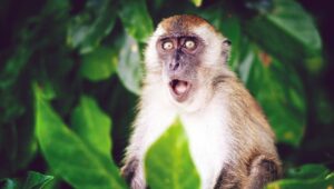 PATULJASTI MAJMUN ZA „SAMO“ 1.000 KM: Uvoze egzotične životinje u BiH, pa ih preprodaju