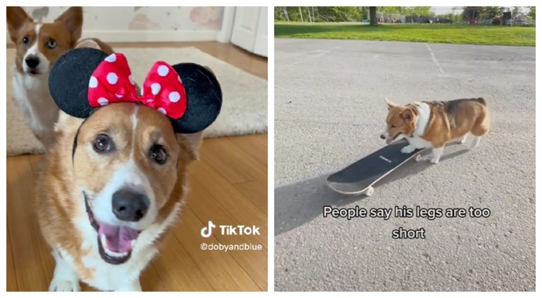 ZNAJU DA RJEŠAVAJU I ZAGONETKE: Ova dva psa na TikToku prati čak 2,5 miliona ljudi