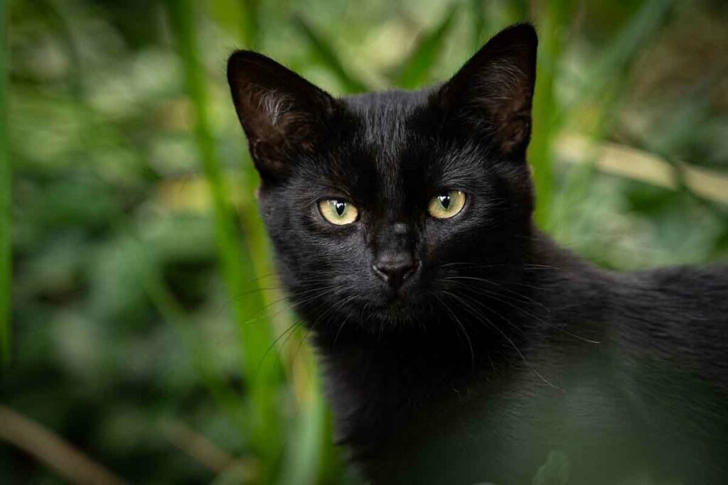 ВАЖЕ ЗА НОСИОЦЕ ЛОШЕ СРЕЋЕ: Какав је карактер црних мачака?