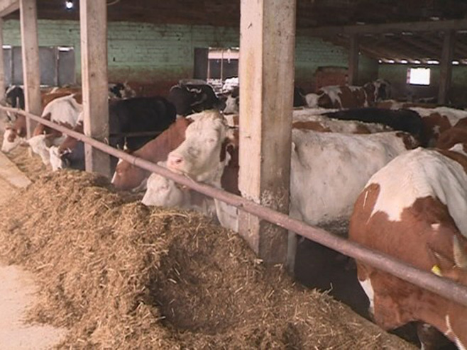 ОД УКУПНО 300 ТОНА: Из Бијељине кренула прва испорука говеђег меса за Турску