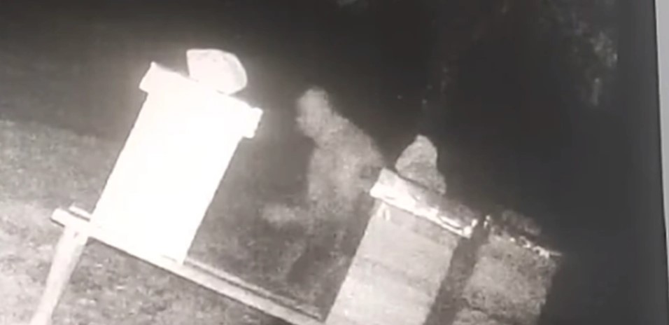 NEČUVENO: Snimljen kako uništava košnice pčela kod Dervente, nakon čega je zapalio cigaretu i otišao (VIDEO)