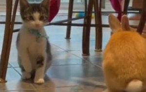 URNEBESAN SNIMAK: Mačka poskakuće kao zec (VIDEO)