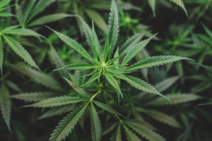 ПЕТОРО СРБА УХАПШЕНО У ЊЕМАЧКОЈ: Нађено им чак 140 килограма марихуане