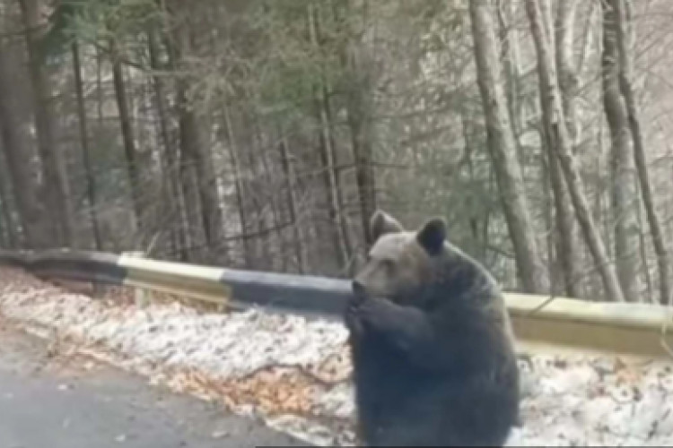 PROLJEĆE SE BUDI: Šumar naletio na ženku mrkog medvjeda kako sjedi na asfaltu