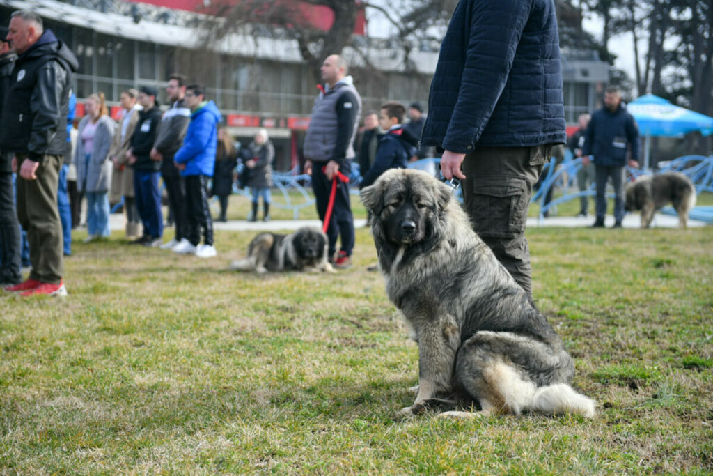 ШАРПЛАНИНЦИ НА ЈЕДНОМ МЈЕСТУ: Клупско такмичење паса чувара у Бањалуци (ФОТО)