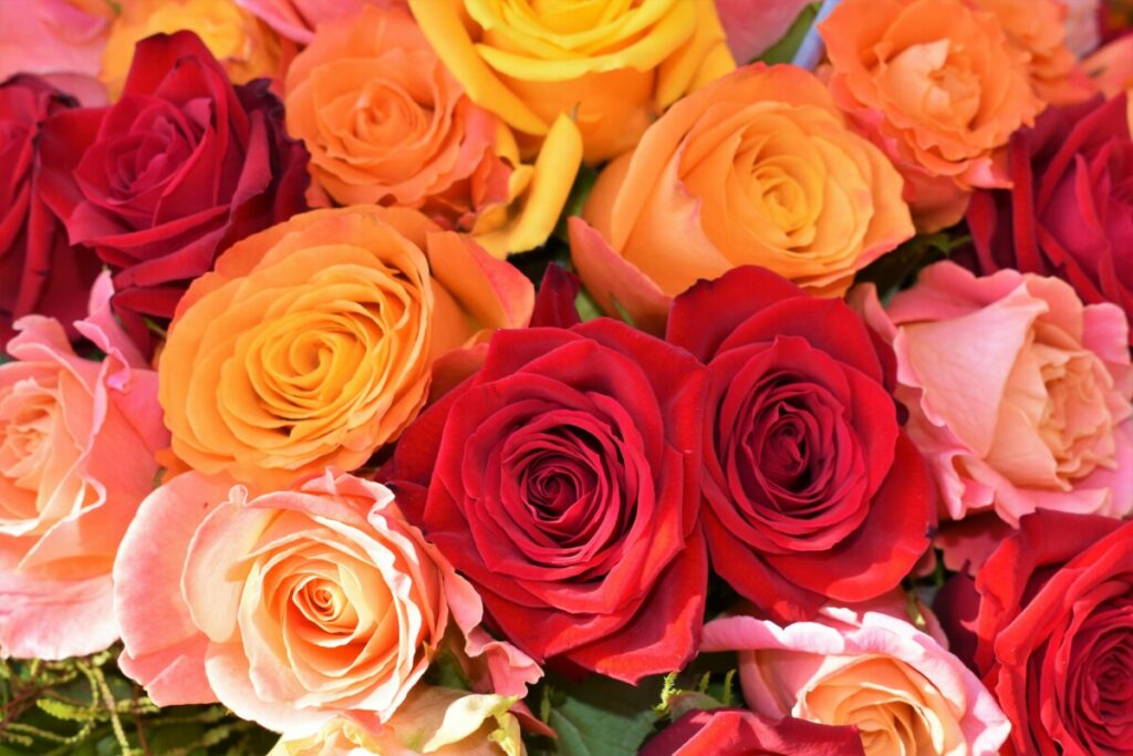 RUŽE NIKAD SKUPLJE: Poskupilo cvijeće uoči Dana žena