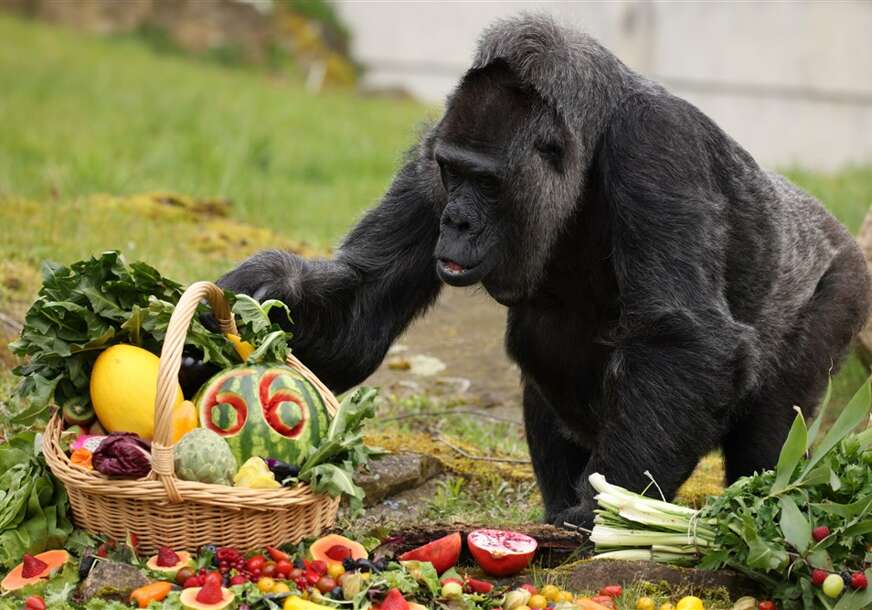 SREĆAN DAN ZA FATU: Najstarija gorila na svijetu proslavila 66. rođendan