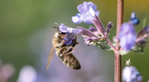 ЈЕДНОСТАВАН ТРИК: Ево шта требате урадити ако вас убоде пчела, оса или стршљен