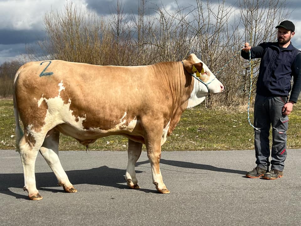 PRODAT ZA 114.000 EVRA: Pogledajte kako izgleda najskuplji bik na svijetu (VIDEO)