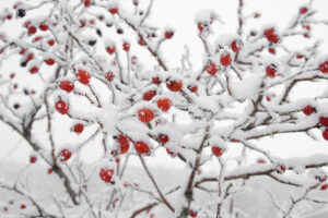 УПОЗОРЕЊЕ МЕТЕОРОЛОГА: Ноћас и сутра ујутро заштитити засаде воћа од мраза
