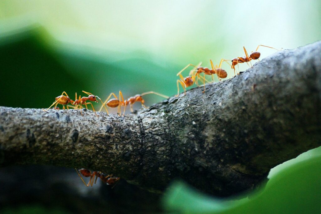 NIJE BEZNAČAJNO: Šta znači kada sanjate mrave?