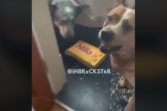 OVO JE URNEBESNO: Sinhronizovan snimak psa koji cinkari drugog psa za pojedenu hranu (VIDEO)