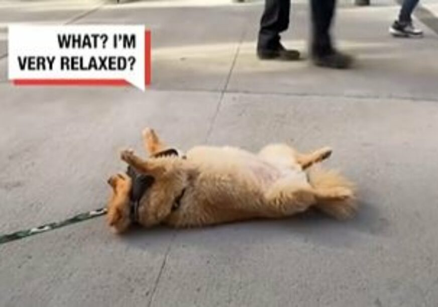 KRALJ DRAME: Ovaj pas kad mu dosadi šetnja jednostavno legne na trotoar i pravi se mrtav (VIDEO)