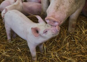 ШВЕРЦЕРИ ТРЉАЈУ РУКЕ: Продају прасиће за 17 КМ по килограму
