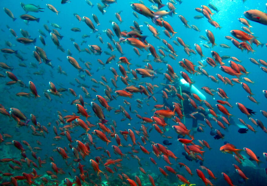 KAMERE ULOVILE NEVJEROVATAN PRIZOR: Snimljena riba na dubini od 8.336 metara