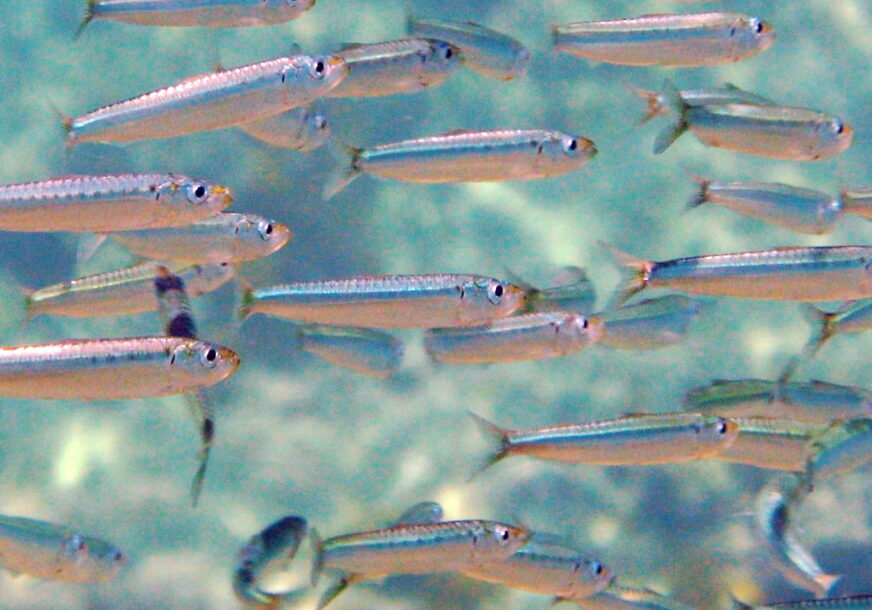 ZNATE LI RAZLIKU: Šta su srdele, a šta sardine?