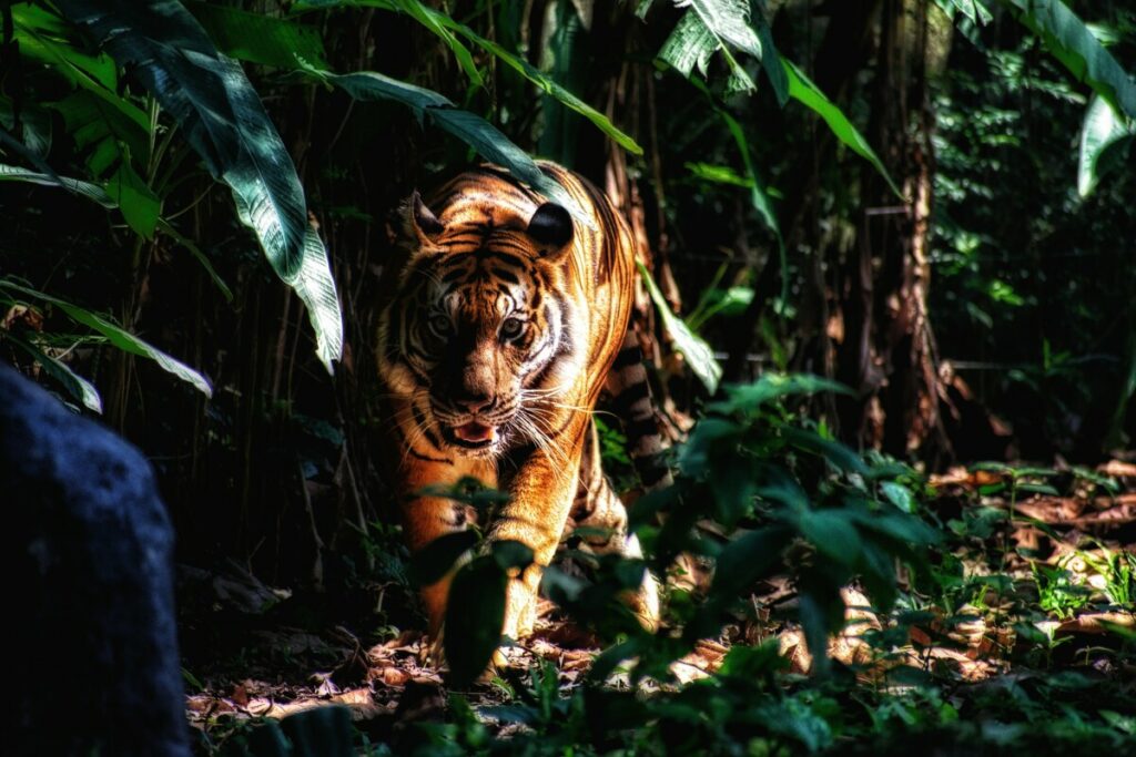 НЕКАДА УГРОЖЕНА ВРСТА У ИНДИЈИ: Тигрови спасени са ивице изумирања