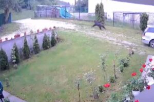NEOBIČAN SLUČAJ: Medvjed protrčao kroz dvorište (VIDEO)