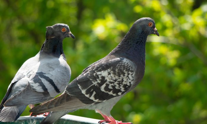 JEZIVO KRVOPROLIĆE U PORTUGALIJI: Zbog golubova nastradale četiri osobe