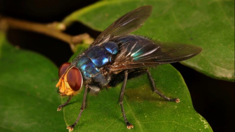 ЈЕДНОСТАВАН ТРИК: Ево како да се ријешите мува и других инсеката из куће