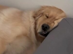 „KAO DA JE RADILA OD 9 DO 5“ Vlasnica snimila psa kako hrče i nasmijala mnoge (VIDEO)