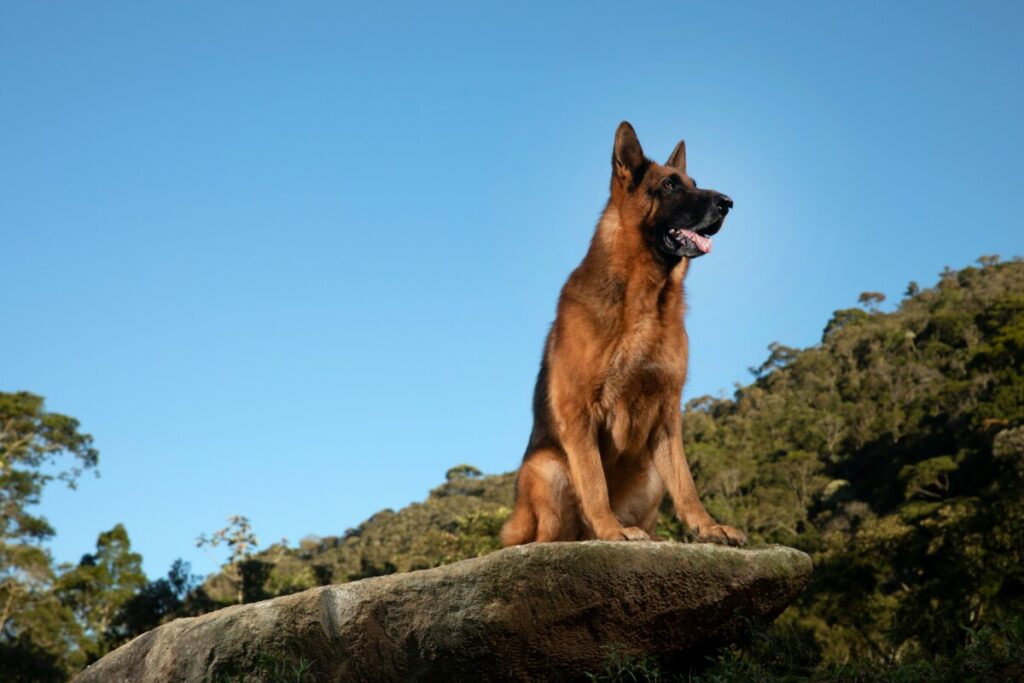 TREBINJSKI LOVCI OGORČENI: Otrovano više od 20 lovačkih pasa
