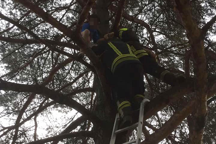 NEOBIČNA INTERVENCIJA BANJALUČKIH VATROGASACA: Spasli dječaka koji se popeo na drvo u školskom dvorištu (FOTO)