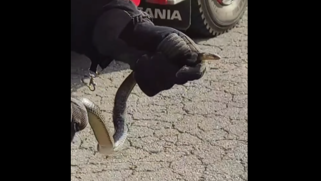 INTERVENISALI VATROGASCI U TUZLI: Vlasnik uočio zmiju u automobilu tokom vožnje (VIDEO)