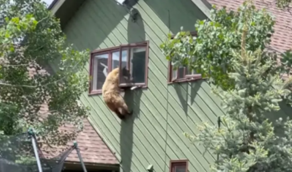 NEVJEROVATNO: Medvjed ušao u kuću i pojeo kremenadle (VIDEO)