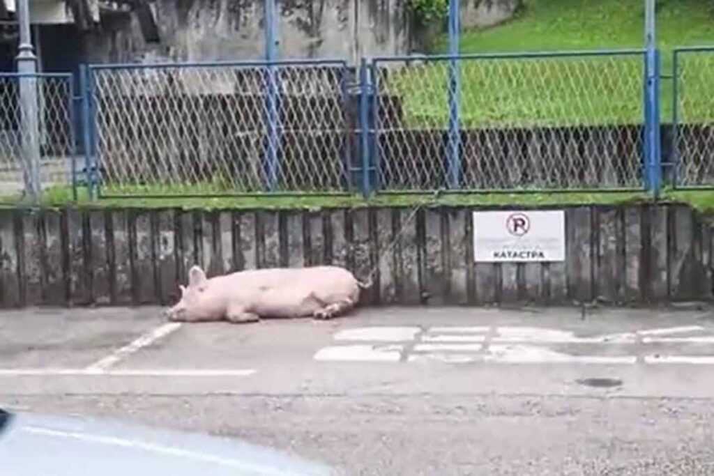 НЕОБИЧАН ПРИЗОР У МРКОЊИЋУ: Свиња завезана на паркингу полиције (ВИДЕО)