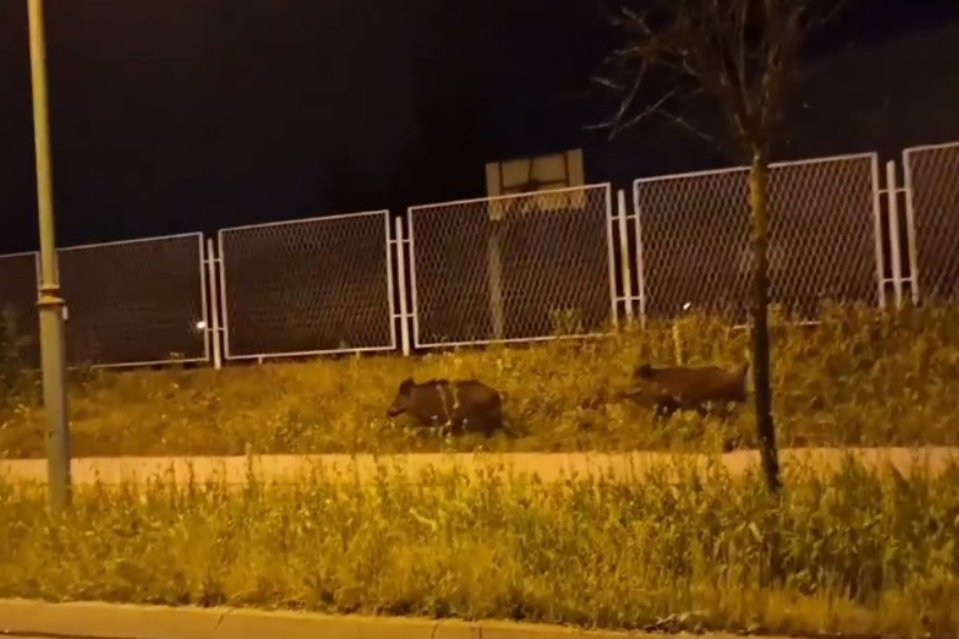 OTKUD U GRADU? Divlje svinje trčkarale u blizini Kampusa (VIDEO)