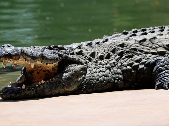 PRIRODNI FENOMEN U KOSTARICI: Ženka krokodila samostalno zatrudnila