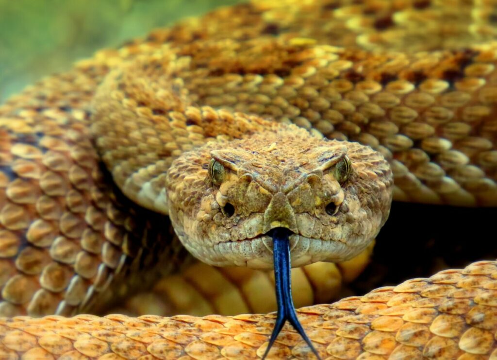 POJAVILE SE ODJEDNOM: Najezda zmija na hrvatskom ostrvu, mještani u strahu