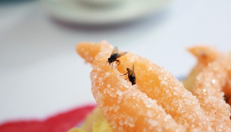 РЕЦИТЕ ЗБОГОМ МУШИЦАМА ТОКОМ ЉЕТА: Уз помоћ једноставног трика досадне муве ће заобилазити ваш дом
