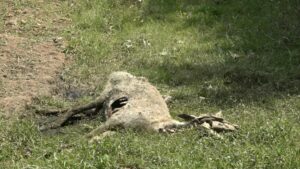 STRAŠAN PRIZOR OSTAVIO TUZLAKE U NEVJERICI: Leševi ovaca ostavljeni na ulici, vlasnik imao neobično opravdanje
