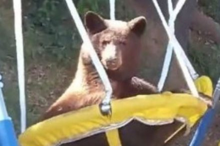 SMIJEŠAN PRIZOR: Medvjed dolazi u dvorište kuće samo da bi se ljuljao