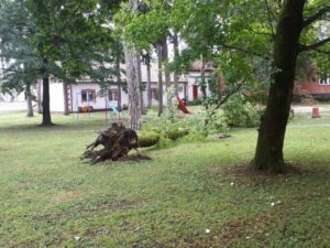 ДРАМА У БАЊАЛУЦИ: Срушило се дрво у дворишту вртића (ВИДЕО)
