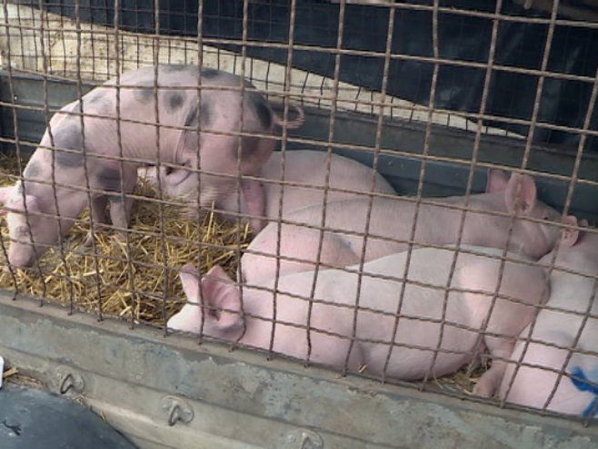 OTKRIVENI BROJNI SLUČAJEVI: Zaražene svinje švercuju – ministar najavljuje krivične prijave
