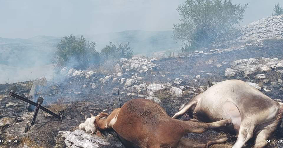 ЈЕЗИВИ ПРИЗОРИ СА ЗГАРИШТА: У великом пожару код Гацка страдале краве (ВИДЕО)