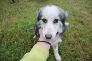 УДОМИ ЉУБАВ: Пси из азила на Мањачи траже власнике
