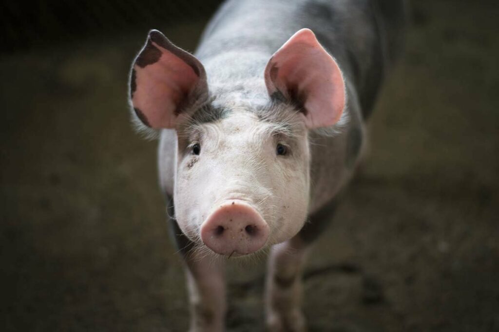 ПОЈАЧАНЕ КОНТРОЛЕ НА ГРАНИЦИ: Аустрија забранила уношење производа од свињског меса из БиХ