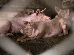 DVA MILIONA ZA 201 KORISNIKA: Isplaćen novac za sanaciju štete od afričke kuge svinja