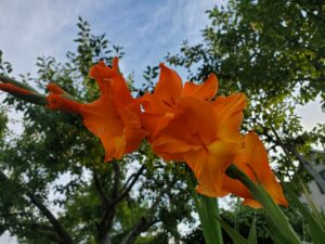 DIVAN UKRAS U SOBI: Svježe cvijeće nikada ne stavljajte na 2 mjesta u kući