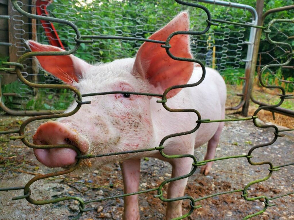 ZARAZA SE ŠIRI: Afrička kuga svinja potvrđena na 146 imanja u Srpskoj