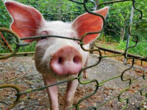 “SKUPO JESTE, ALI NAJBOLJA OPCIJA” Evo koliko je potrebno da se utovi svinja i da li se isplati
