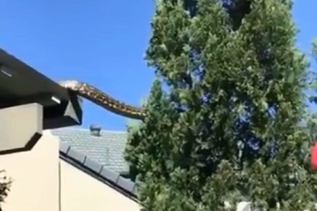 UŽAS: Snimljena gigantska neman kako prelazi s kuće na obližnje drvo (VIDEO)
