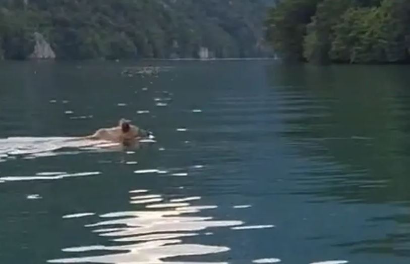 „KOMŠIJA, A PASOŠ“ Mrki medvjed pliva u Drini, ne obazire se na ljude (VIDEO)